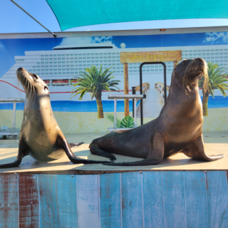 Sea Lion Splash Sea Lion Show